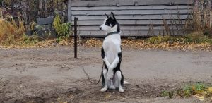 Mehr über den Artikel erfahren Hetta Huskies